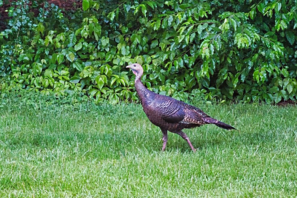Strut_2