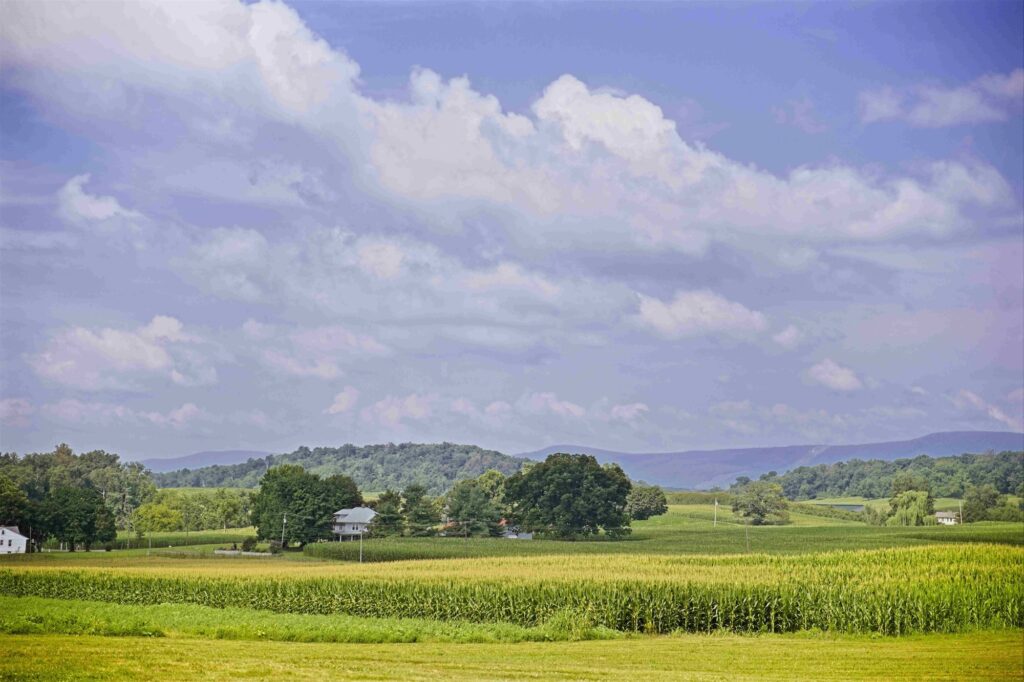 dh-corn field