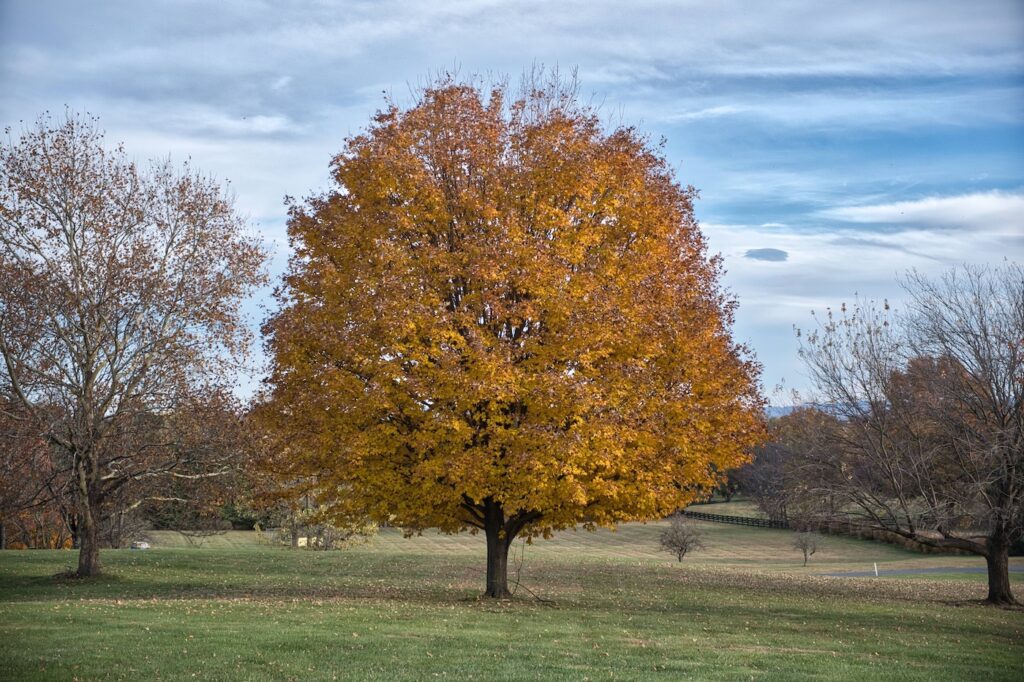 dh-golden-tree-3