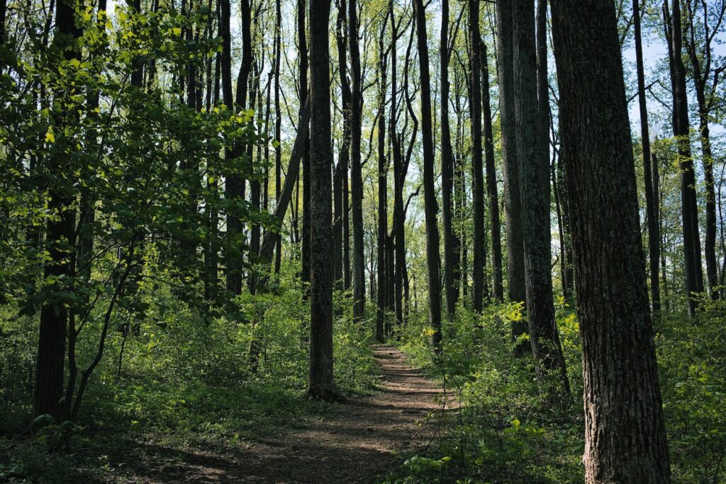 path in wood